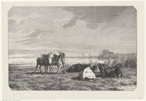 Koeien in een wei aan het water