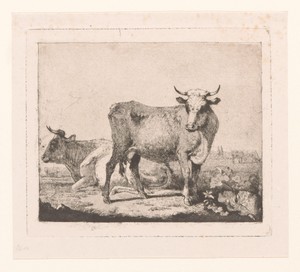 Koeien in het landschap