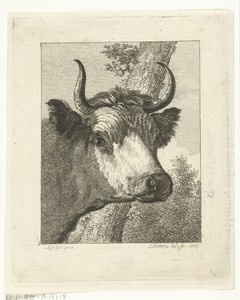 Koeienkop naar rechts