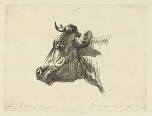 Koeienkop naar rechts