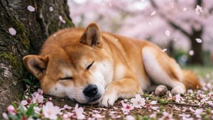 Kohaku Resting Under Sakura
