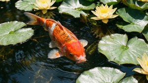 Koi and Lilies
