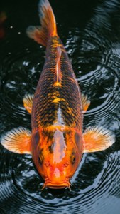 Koi Ascending