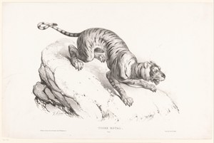 Koninklijke tijger