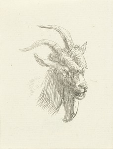Kop van bok