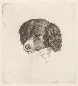 Kop van een hond