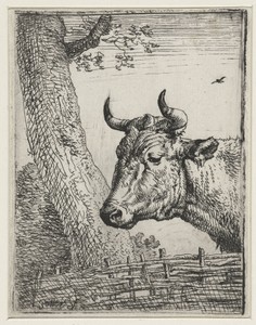 Kop van een koe