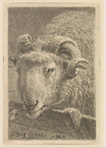 Kop van een ram