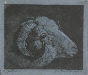 Kop van een ram met naar het oog gekromde hoorn