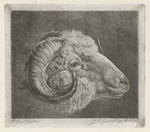 Kop van een ram met naar het oog gekromde hoorn