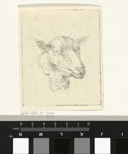 Kop van een schaap