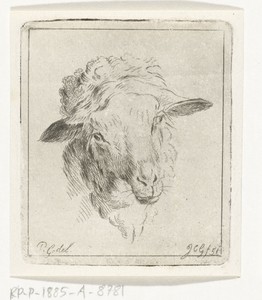 Kop van een schaap
