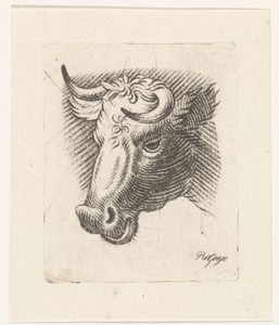 Kop van een stier
