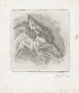 Kop van een wolf met open bek