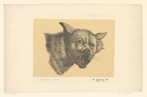 Kop van een wolf of hond