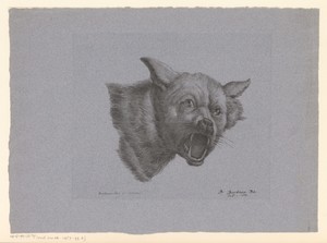 Kop van een wolf of hond