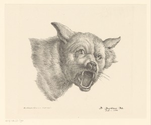 Kop van een wolf of hond