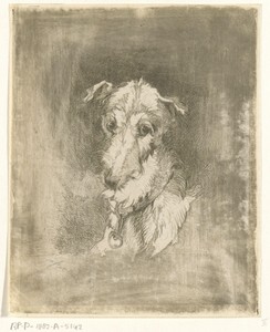 Kop van hazewindhond