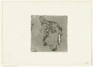 Kop van schaap