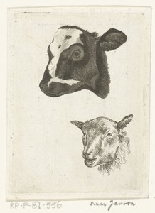 Kop van zwartbont kalf en schaap