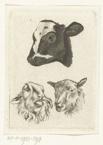 Kop van zwartbont kalf en twee koppen van schapen