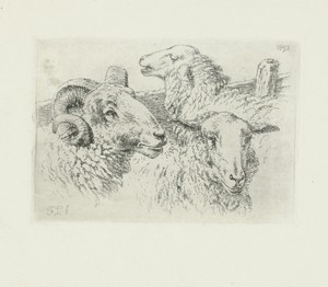 Koppen van schapen en een ram