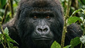 Korup Gorilla Close-up