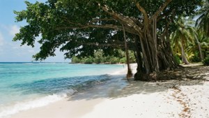 Kosrae Banyan Beach