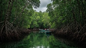 Kosrae Mangrove Channel