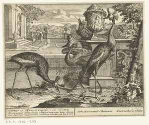 Kraanvogels