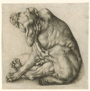 Krabbende hond