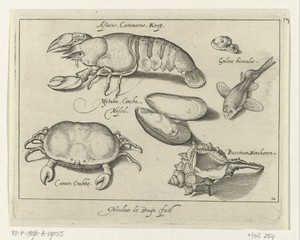 Kreeft, krab en schelpen