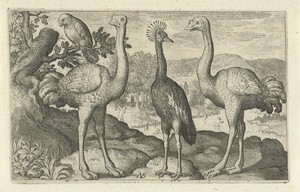 Kroonkraanvogel tussen twee struisvogels