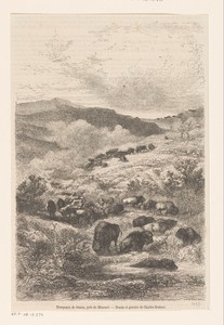 Kudde bisons in de omgeving van Missouri