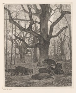 Kudde everzwijnen onder kale bomen