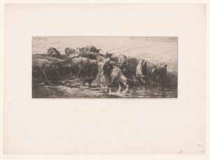 Kudde koeien met herderin bij drinkplaats