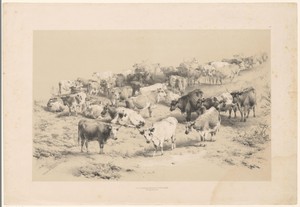 Kudde runderen te Barnet Fair