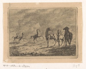 Kudde wilde paarden