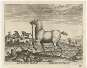 Kudde wilde paarden