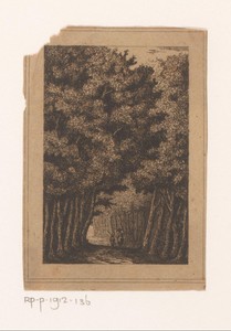 Laan in het bos in Ekeren