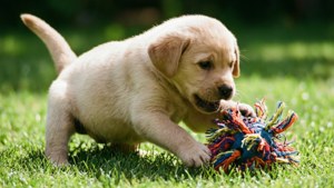 Labrador Playtime