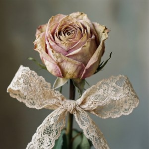 Lace and Wilt