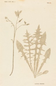 Lactuca Perennis