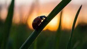 Ladybug on Grass Silhouette