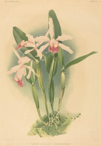 Laelia Elegans Schilleriana