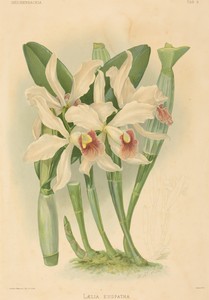 Laelia Euspatha