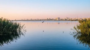 Lake Mariout Peace