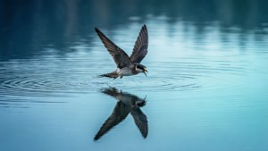 Lake Mirror