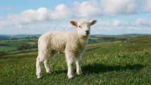 Lamb on the Hill