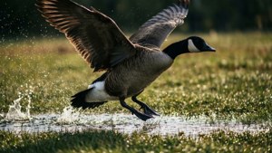 Landing Splash Goose